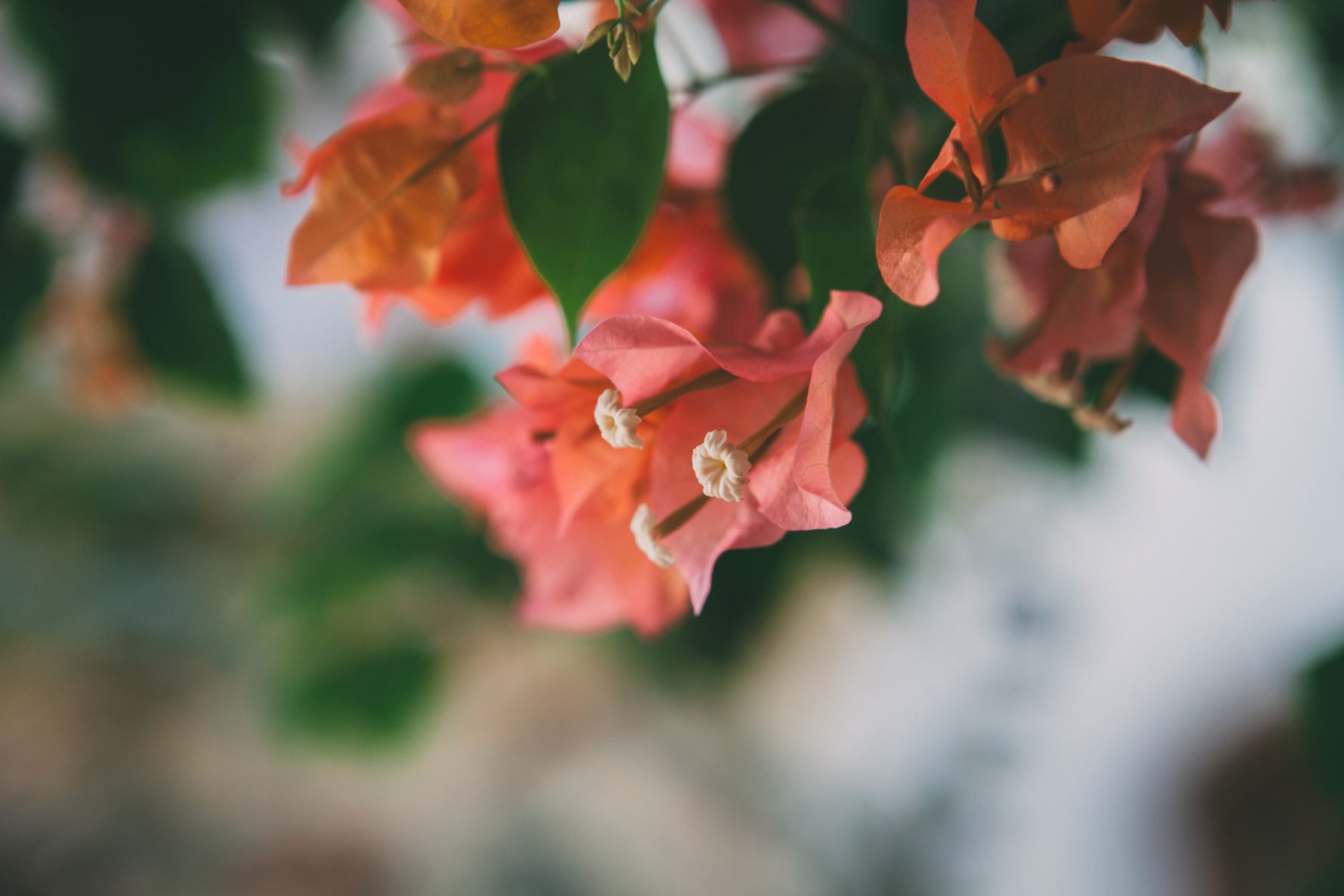 Costa-Rica-Destination-Wedding-Photographer-5